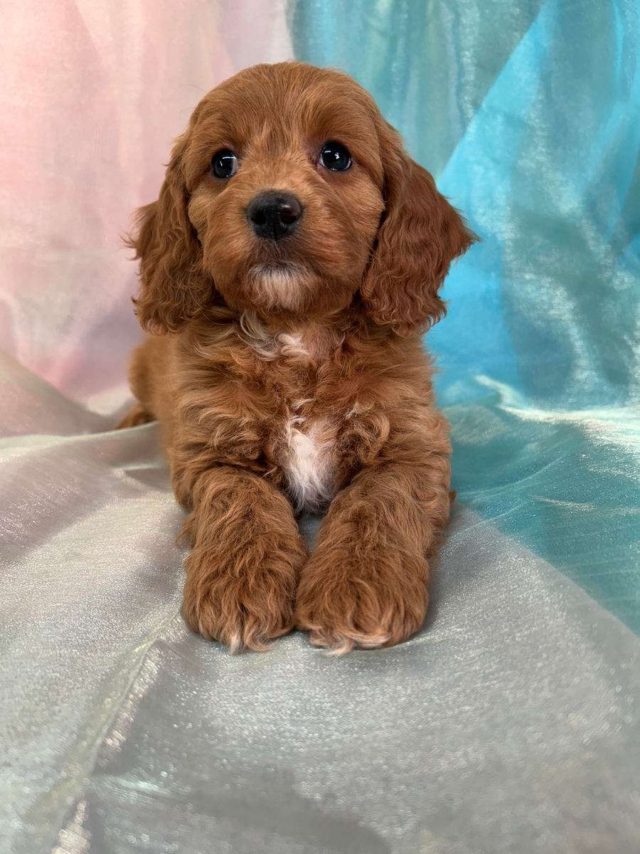 Female Cockapoo Puppy for Sale DOB 10-13-2025 $950